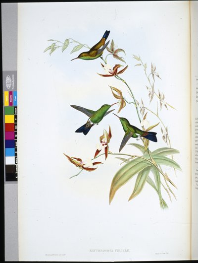 Eritronota de Felicia (Erythronota feliciae) de John (after) Gould