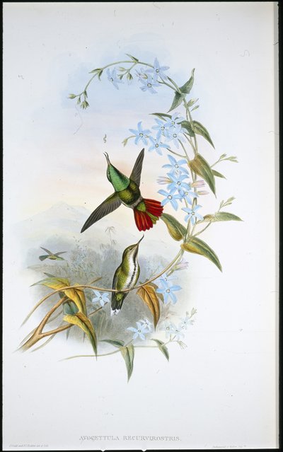 Avoceta de cola ardiente de John (after) Gould