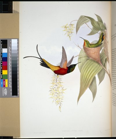 Topacio Ardiente (topaza pyra) (litografía coloreada a mano) de John (after) Gould