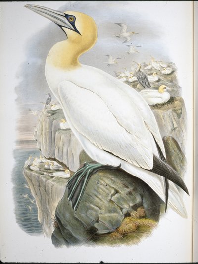 Alcatraz (Sula Bassana) de John (after) Gould