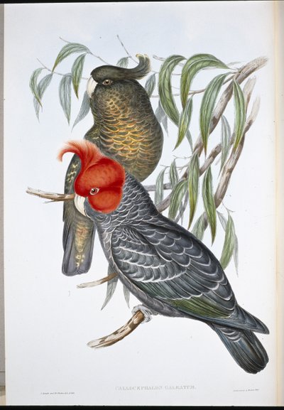 Cacatúa Gang-gang (Callocephalon Galeatum) de John (after) Gould