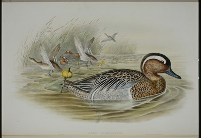 Cerceta Carretona (Qeurquedula Circia) de John (after) Gould