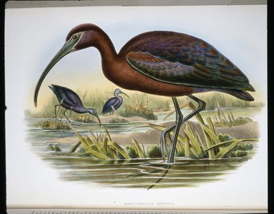 Ibis Brillante (Falcinellus Igneus) de John (after) Gould