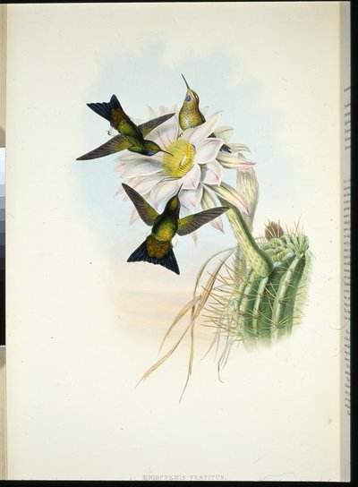Pata de soplo brillante (Eriocnemis vestitus) de John (after) Gould