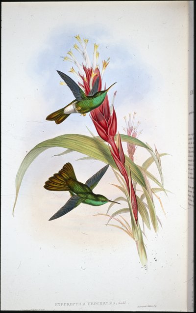 Colibrí de cola dorada (Hypuroptila Urochrysia) de John (after) Gould
