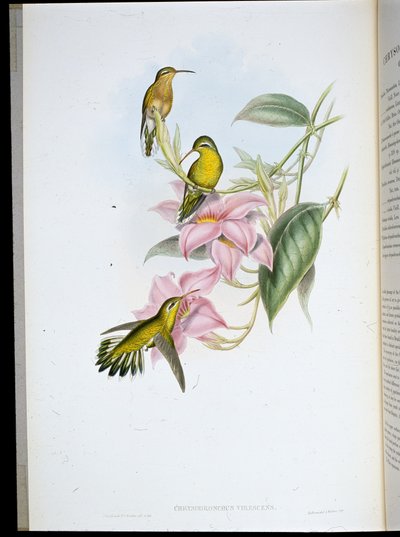 Colibrí de garganta dorada (Chrysobronchus viriscens) de John (after) Gould