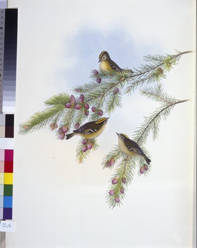Reyezuelo crestado dorado (Regulus Cristatutus) de John (after) Gould