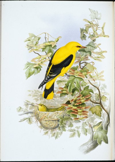 Oropéndola dorada (Oriolus Galbula) de John (after) Gould