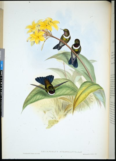 Ángel del sol con gargantilla (Heliangelus Strophianus) de John (after) Gould