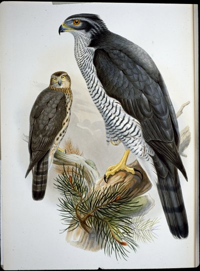 Azor común (Astur Palumbarius) de John (after) Gould
