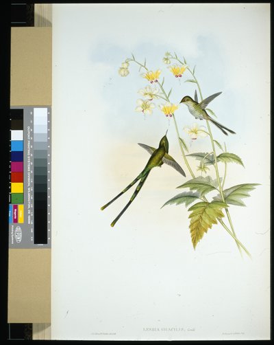 Portador de tren elegante (Lesbia gracilis) de John (after) Gould