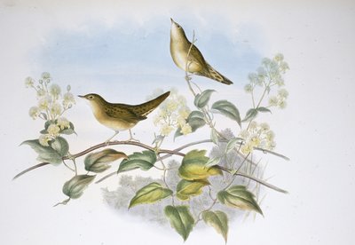 Buscarla Unicolor (Locustella Auicula) de John (after) Gould