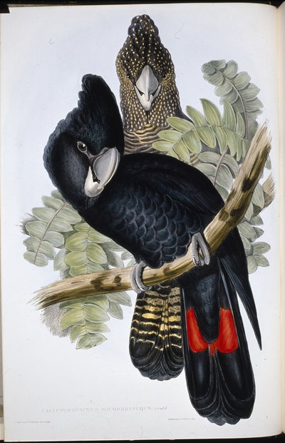 Cacatúa negra de pico grande (Calyptorhynchus Macrorhynchus) de John (after) Gould