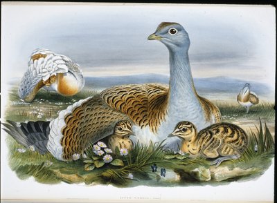 Avutarda común (Otis Tarda) de John (after) Gould