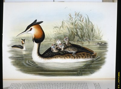 Somormujo lavanco (Podiceps cristatus) de John (after) Gould