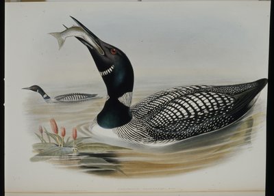 Colimbo Grande (Colymbus Glacialis) de John (after) Gould