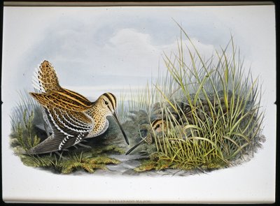 Agachadiza real (Gallinaco Major) de John (after) Gould