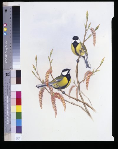 Carbonero común (Parus major) de John (after) Gould