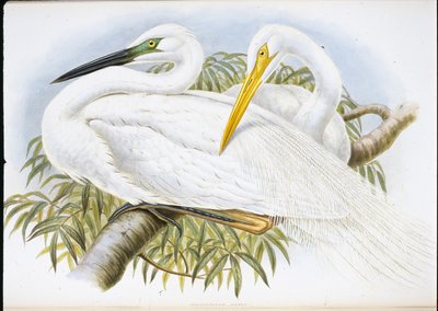 Garza blanca grande (Herodias Alba) de John (after) Gould