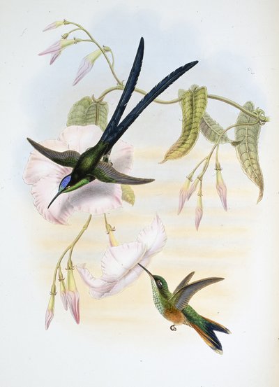 Colibrí de cola bifurcada grande (Hylonymphia Macrocerca) de John (after) Gould