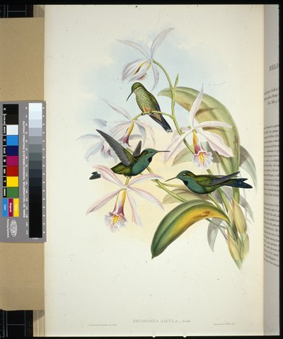 Brillante coroniverde (Heliodoxa jacula) de John (after) Gould