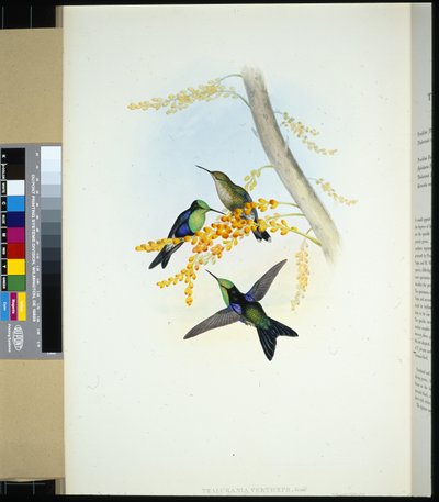 Panoplites coroniverde (Thalurania verticeps) de John (after) Gould