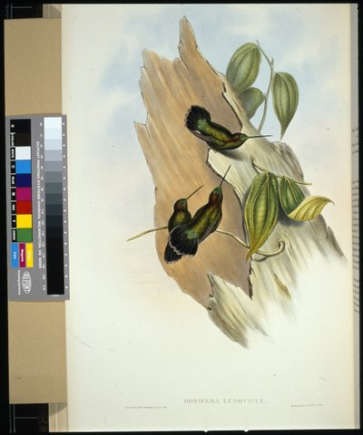 Pico de lanza de frente verde (dorifera ludoviciae) de John (after) Gould