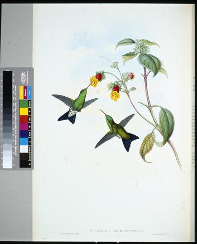 Zafiro de cabeza verde (eucephala chlorocephela) de John (after) Gould