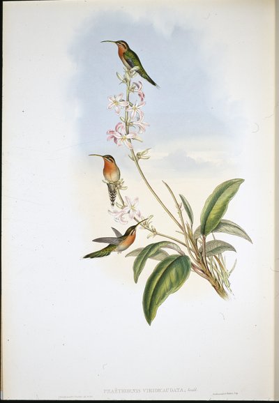 Ermitaño de cola verde (Phaethornis Viridicaudata) de John (after) Gould