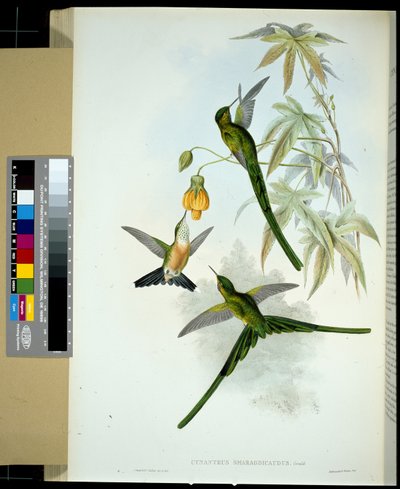 Silfo de cola verde (cynanthus smaragdicaudus) de John (after) Gould