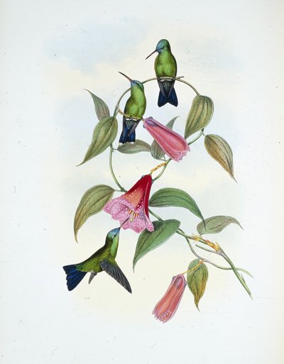 Zafiro verde y azul (eucephala smaragdocaerulea) de John (after) Gould