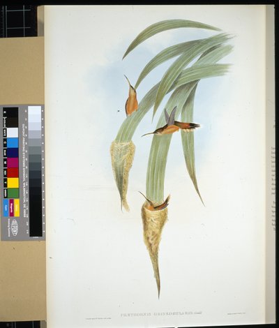 Ermitaño de Garganta Gris (phaethornis griseogularis) (litografía coloreada a mano) de John (after) Gould