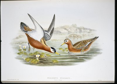 Falaropo picofino (Phalaropus Fulicarius) de John (after) Gould
