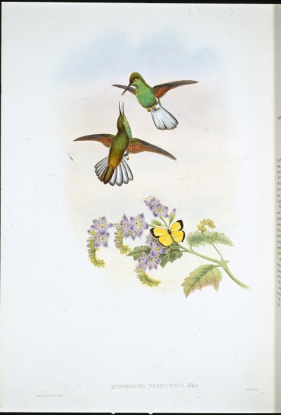 Cola de franja gris de John (after) Gould