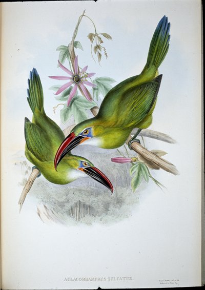 Tucán de pico acanalado de John (after) Gould