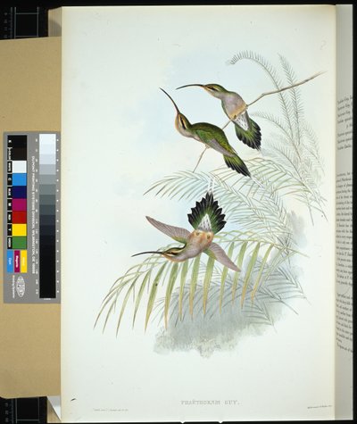 Ermitaño de Guy (phaethornis guy) (litografía coloreada a mano) de John (after) Gould