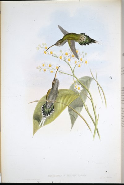 Ermitaño peludo (Phaethornis Hispidus) de John (after) Gould