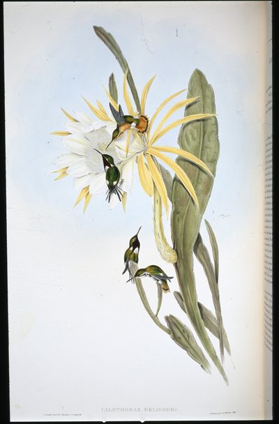 Estrella de madera de Heliodore de John (after) Gould