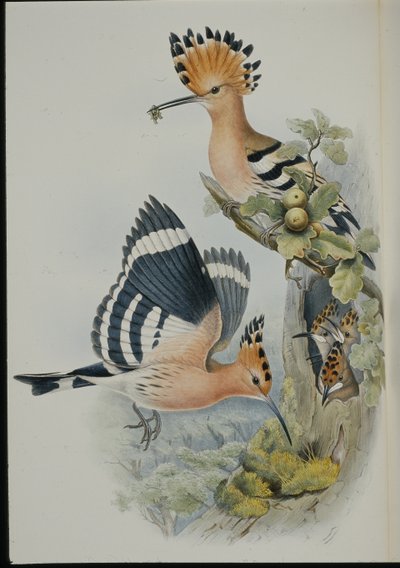 Abubilla (Upupa Epops) de John (after) Gould