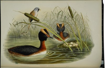 Somormujo cuellirrojo (Podiceps Auritus) de John (after) Gould