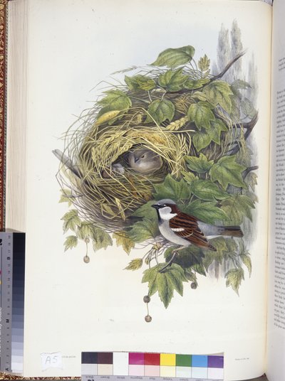 Gorrión común (Passer domesticus) de John (after) Gould