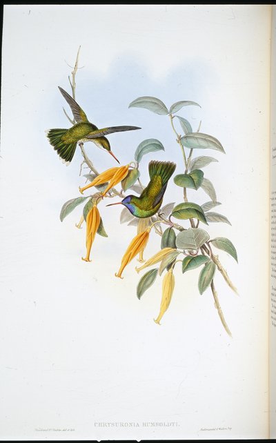 Colibrí de Humboldt (Chrysuronia Humboldti) de John (after) Gould