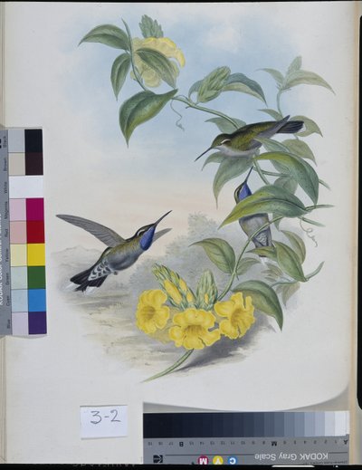 Colibríes (Delattria Clemenciae) (litografía coloreada a mano) de John (after) Gould
