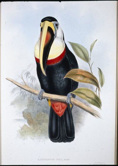 Tucán inca (Ramphastos inica) de John (after) Gould