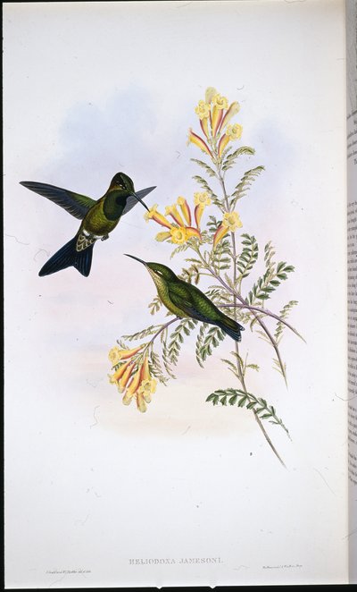 Brillante de Jameson (Heliodoxa Jamesoni) de John (after) Gould