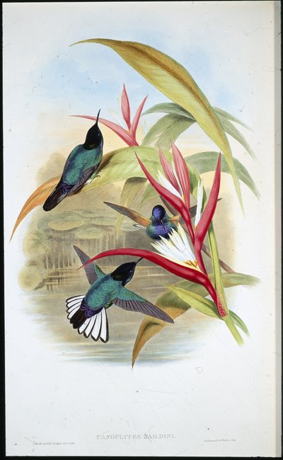Panoplites de Jardin (Panoplites Jardini) de John (after) Gould