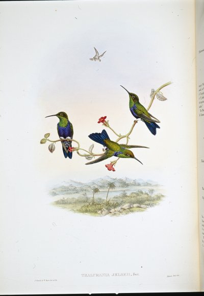 Ninfa de madera de Jelski (Thalurania Jelskii) de John (after) Gould