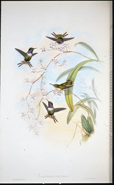 Estrella de madera de Jourdan (Calothorax Jourdani) de John (after) Gould