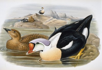 Pato rey (Somateria Spectabilis) de John (after) Gould
