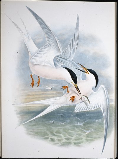 Milano real (Milvus Regalis) de John (after) Gould